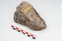 Foto von Feuerbock (NHMW-PRAE-003429)